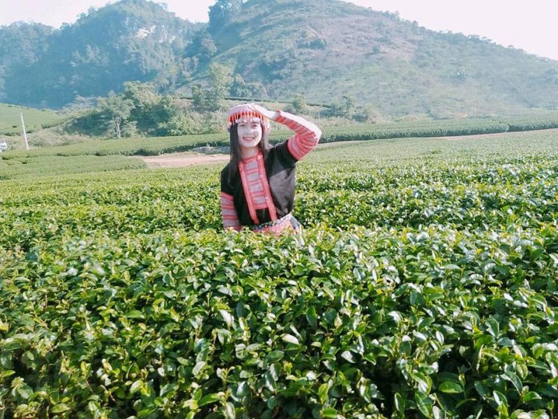 HÀ NỘI - CAO NGUYÊN MỘC CHÂU - HÀ NỘI upload/attachment/thumb/7008moc-chau-14-jpg.jpeg